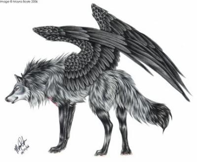 angel loo